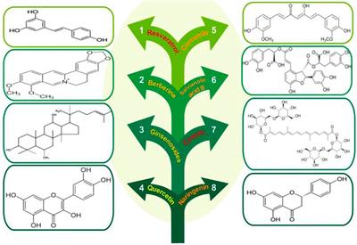 Natural AMPK Activators in Cardiovascular Disease Prevention